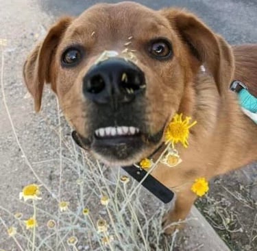 The dog that inspired us to start Tucson Dog Joggers!