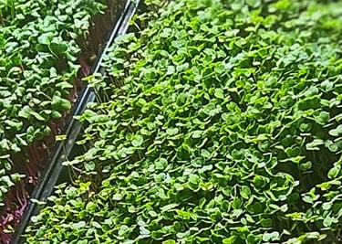 microgreens