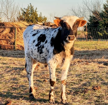 6 month old Miniature Longhorn bull calf