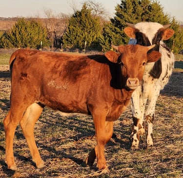 Miniature Longhorn heifer calf and bull calf at HHR