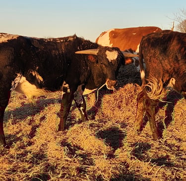 Miniature Longhorn steers,heifers and bull calves