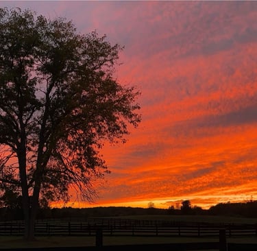 a tree in the middle of a fenced in area with a red sky in the background