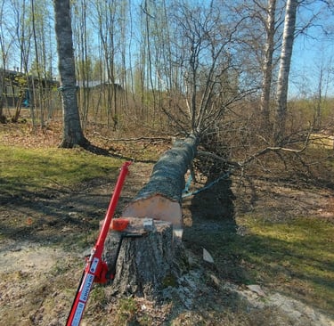 pihapuunkaato varkaus