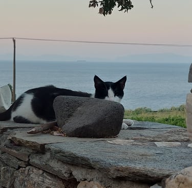 Kat met uitzicht op Zee van samos