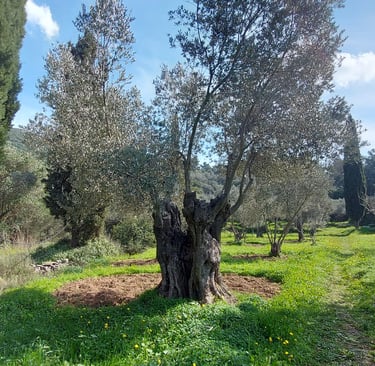 Tuin van het vakantiehuisje Samos