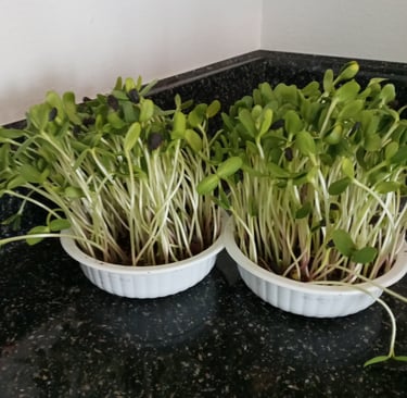micro greens being grown in left over coco coir vermiculite substrate