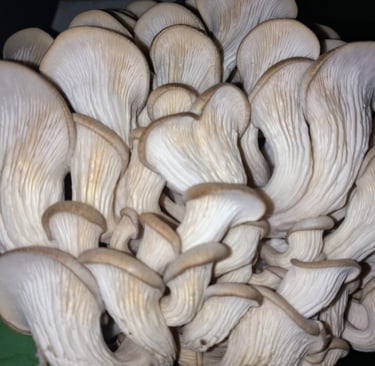 Oyster mushroom kit that is too dry from low humidity