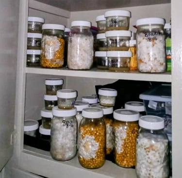 grain and agar jars in a cupboard 