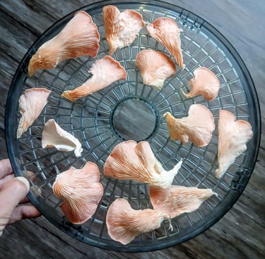 oyster mushrooms on a dehydrator rack
