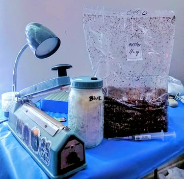 Hands-on mushroom growing workspace showing grain jars, substrate bag, syringe, and tools used durin