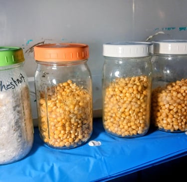 colonized grain jar and three not colonzed jars getting ready for grain to grain transfer