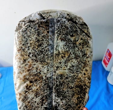 Bottom of a fully colonized fruiting block, blue oyster