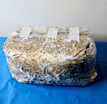 Colonized gourmet fruiting block blue oyster after taping flap down