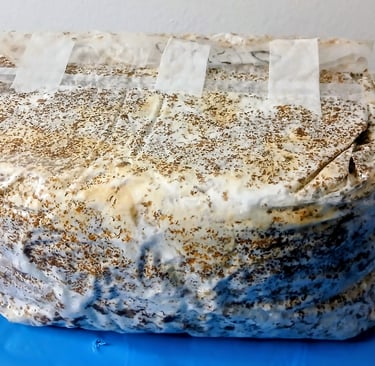 a block of mushroom substrate