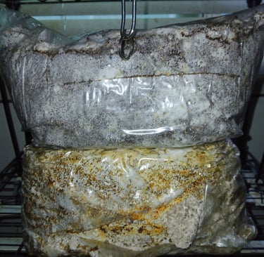 coco coir vermiculite block and hardwood substrate block side by side showing difference in color an