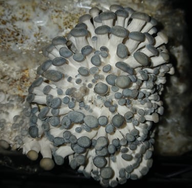 Blue oyster pins forming on grow kit