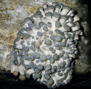 Blue oyster pins forming on mushroom grow kit