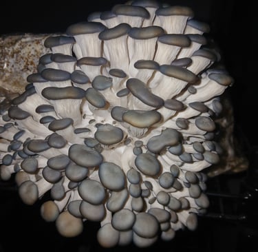 blue oyster mushrooms pins