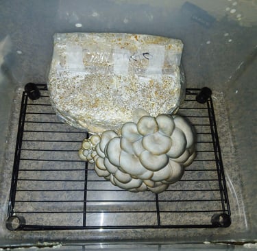  A simple fruiting chamber to keep grow kit in right conditions