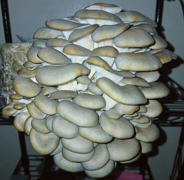 First flush of blue oysters, more mushrooms and weight than second flush