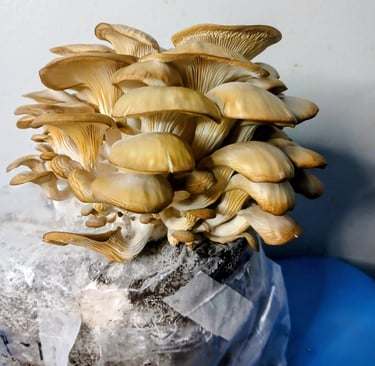 Blue oyster mushrooms that are discolored and cracked from having too low of humidity
