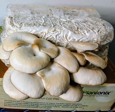 Second flush of blue oysters, less weight and mushrooms but larger fruits