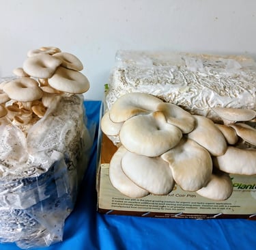 Side by side of oysters fruiting out the side of a block vs fruiting vertically up out of a block