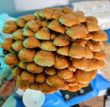 Large chestnut mushroom fruiting block with dense cluster of capped mushrooms