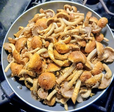 Fresh homegrown chestnut mushrooms cooking in a pan on the stovetop