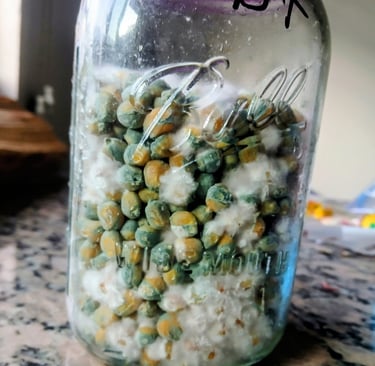 contaminated grain jar green mold