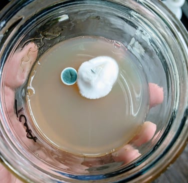 agar plate with green mold trich
