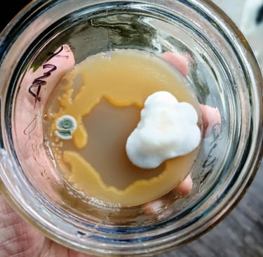 agar plate with wet spot bacteria