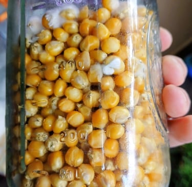 corn grain spawn in a mason jar