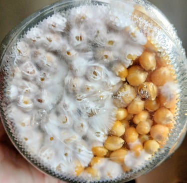 corn grain jar with dense mycelium — this jar is at the edge of the shaking window, much harder to b