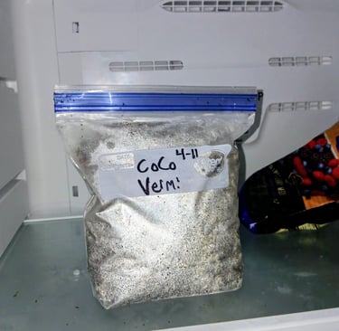 mushroom substrate being stored in freezer