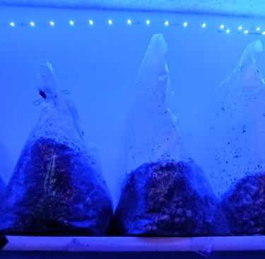 Mushroom grow bags under a led strip lights
