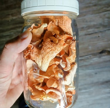 pink oyster mushrooms in a mason jar after being dried and ready to be stored