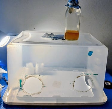 a still air box sitting on a table for mushroom cultivation