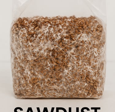 sawdust spawn for growing mushrooms