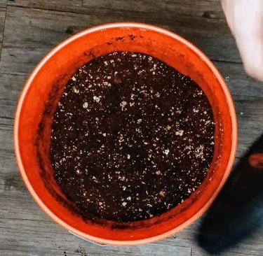 mushroom substrate in a bucket
