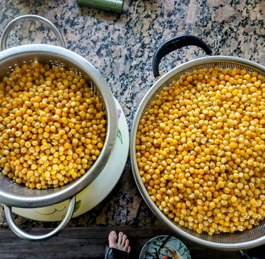 two colanders of corn grain drying