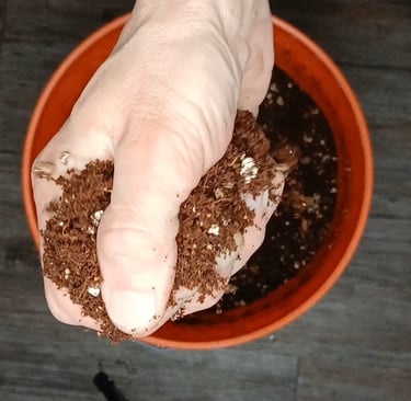 Too wet of mushroom substrate