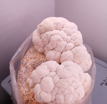 LIons mane top fruiting out of grow block