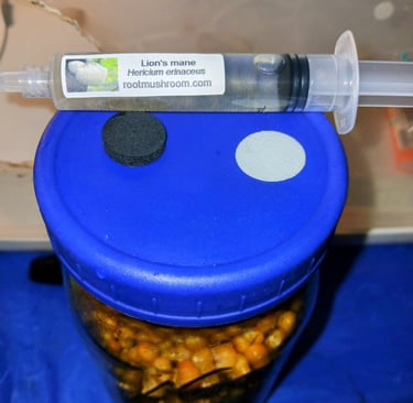 Lions mane liquid culture syringe and quart jar on corn