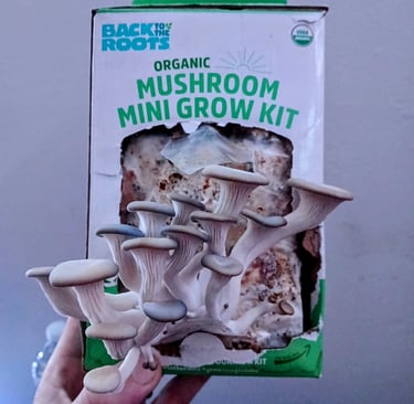 Back to the Roots mushroom grow kit fruiting oyster mushrooms on a kitchen counter