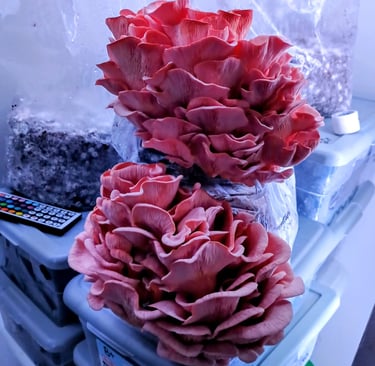 Two pink oyster mushroom blocks stacked on top of each other and fruiting