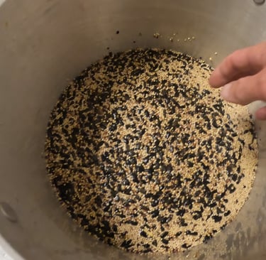 rinsing out sunflower seeds from wild bird seed grain spawn