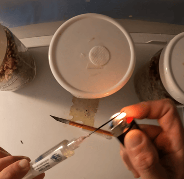 flame sterilizing a blue oyster lc syringe