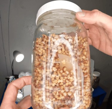 mason jar of wbs grain spawn