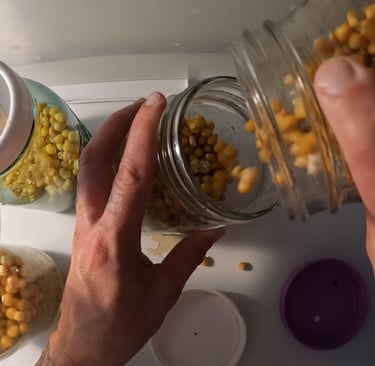 transferring grain from one jar to another jar. grain to grain transfer